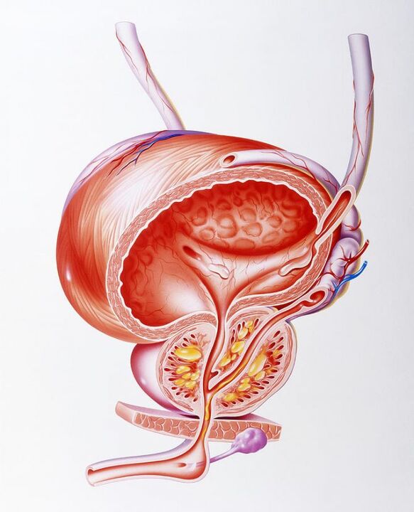 Die Wirkung von Prostalinkapseln auf die Prostata